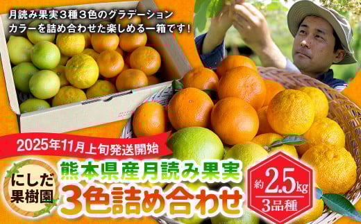 にしだ果樹園の熊本県産月読み果実3色詰め合わせ（3品種）【2025年11月上旬発送開始】みかん 柚子 ゆず レモン フルーツ 果物 熊本