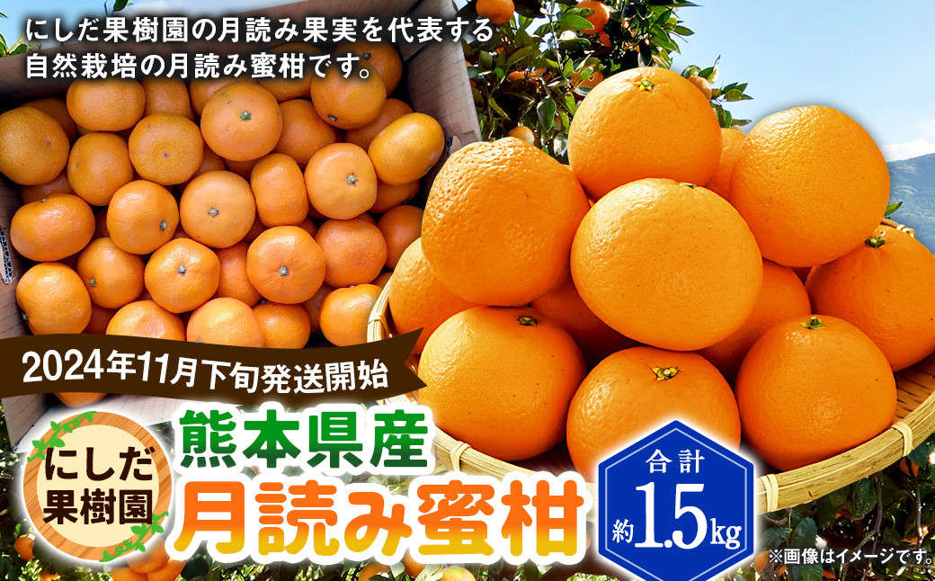 【2024年11月下旬発送開始】にしだ果樹園の熊本県産月読み蜜柑 約1.5kg