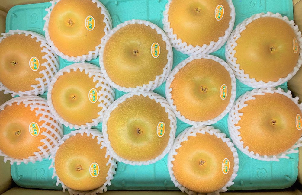 【秋の2ヵ月連続定期便】 熊本県産 旬のフルーツ ( 梨 約5kg・ シャインマスカット 2房 ) 定期便 なし マスカット 果物 くだもの