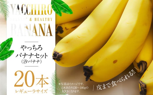 やっちろバナナ（汐バナナ）20本セット 【2025年7月下旬発送開始】