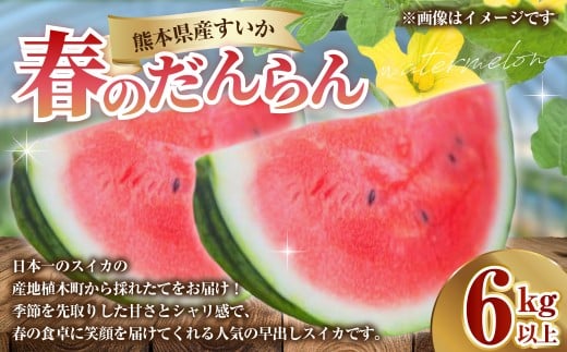 熊本県産 すいか 春のだんらん 6kg以上 スイカ 西瓜 果物 くだもの フルーツ おすすめ ギフト 贈り物 【2026年3月下旬発送開始】
