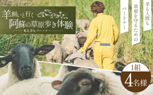 【 体験期間 6月1日ー9月30日 】 羊 飼いと行く 阿蘇 の草原歩き 体験 「私も 羊 も パートナー 」 4名様1組 体験 動物 羊 熊本県 自然 チケット 観光 レジャー