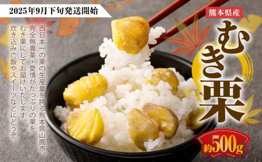 熊本県産 むき栗 約500g【2025年9月下旬発送開始】 クリ くり 栗 フルーツ くだもの 果物 国産