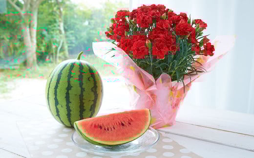 《 母の日 》 小玉スイカ1玉とカーネーション1鉢 【2026年5月上旬発送（母の日）】 先行予約 果物 スイカ 花 カーネーション 贈答 ギフト 贈り物