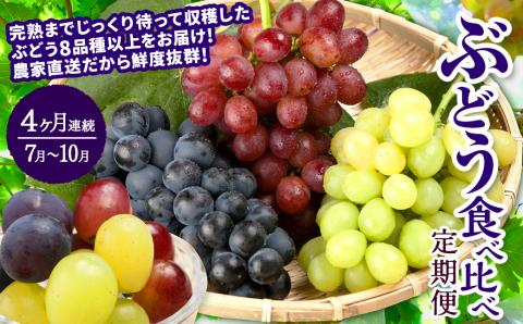 [4か月連続定期便(2024年7月〜10月)]ぶどう 食べ比べ 定期便 4ヵ月 約1.8kg×4回 合計 約7.2kg ブドウ 葡萄
