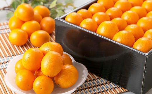 熊本県産 完熟ハウスキンカン約1.5kg