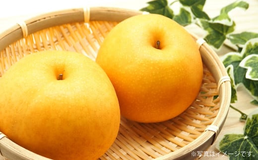 吉野梨 新高 約5kg