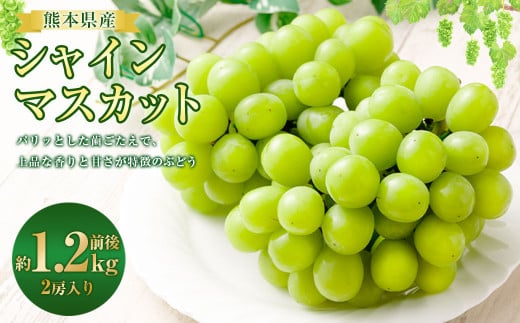 熊本県産 シャインマスカット 2房 約1.2kg前後
