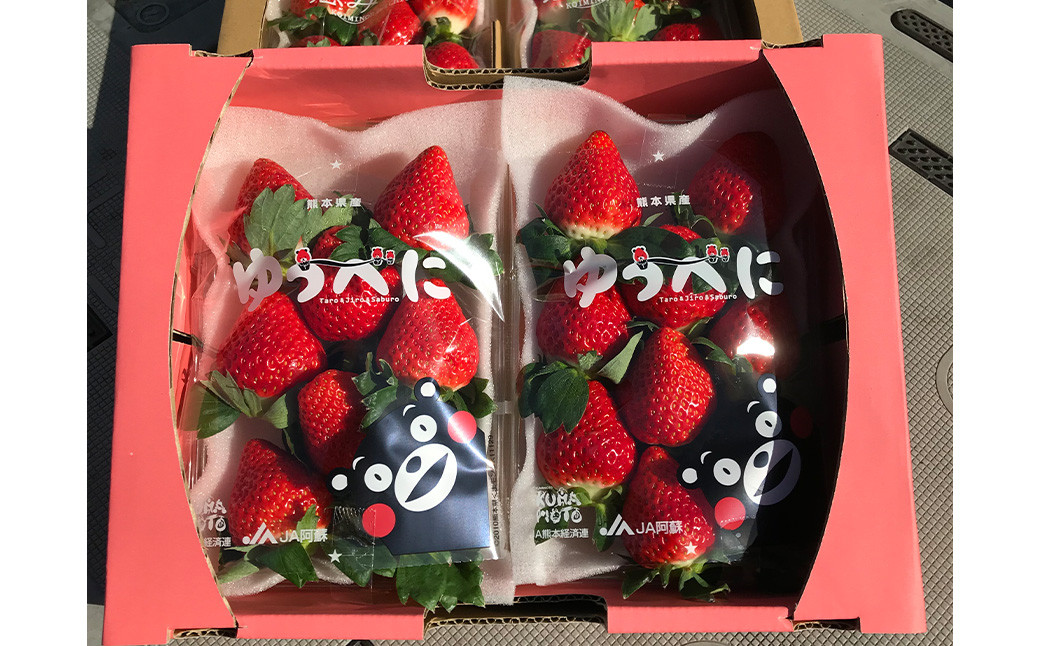 [2024年3月上旬発送開始] 熊本県産 苺 旬の品種 (2種) 約1.5キロ 前後 いちご イチゴ