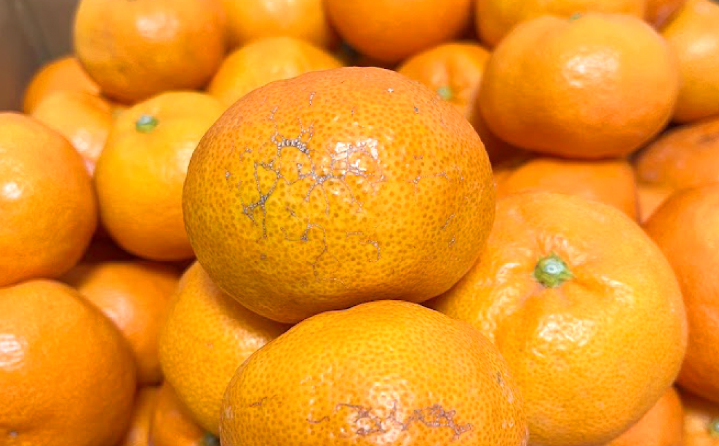 【訳あり】 熊本県八代市産 ご家庭用みかん5kg 蜜柑 柑橘 ミカン 