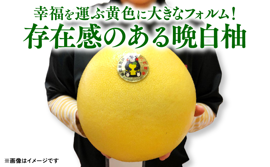 八代特産 晩白柚 （ばんぺいゆ） 2Lサイズ(約2kg)×4玉～5玉 柑橘 果物 フルーツ 熊本県産 ばんぺいゆ フルーツ 柑橘 特産品