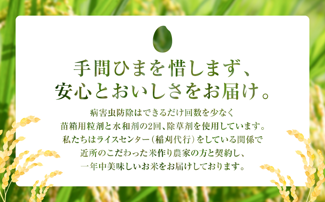 【定期便6回】 【令和7年産】 熊本県八代市産 森のくまさん 農家のとっておき 5kg×6回 米 お米 精米  国産 白米 ごはん ご飯