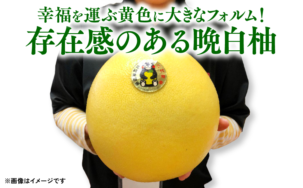 八代 特産 晩白柚 （ばんぺいゆ）Lサイズ 3玉 柑橘 果物 フルーツ 熊本県産 ばんぺいゆ フルーツ 柑橘 特産品