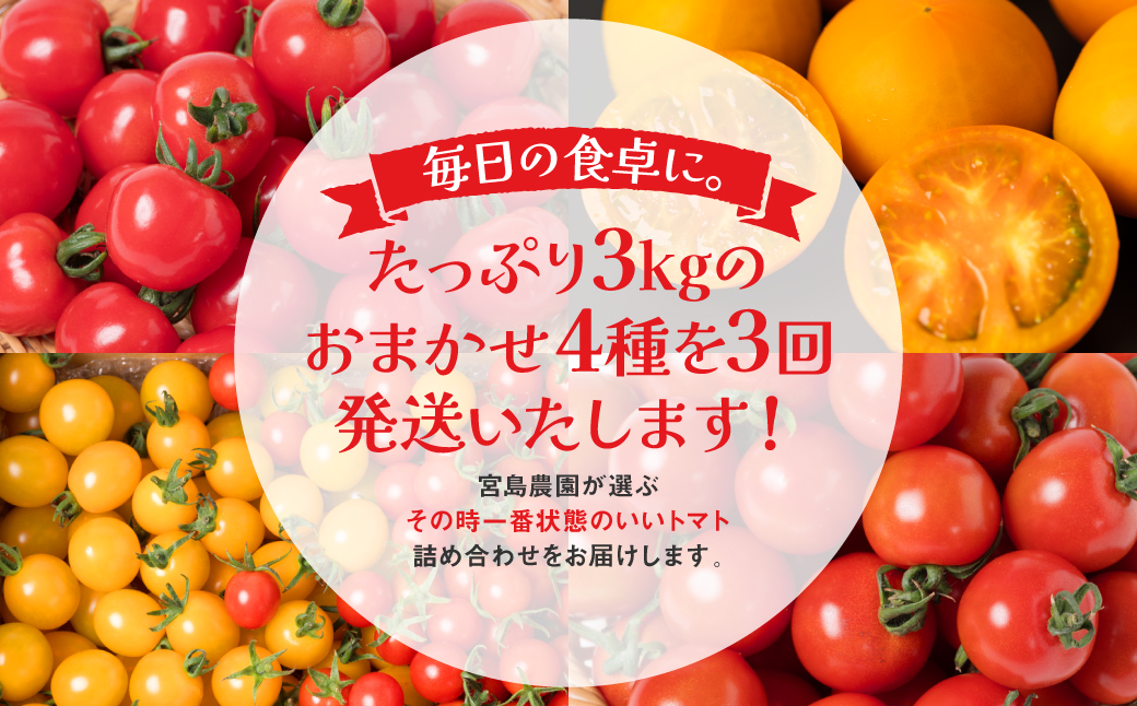 【定期便3回】おまかせトマト4種 3kg×3回 計9kg 八代市産 宮島農園 ミニトマト トマト とまと 農産物 野菜 セット 詰め合わせ 定期便 熊本県 八代市