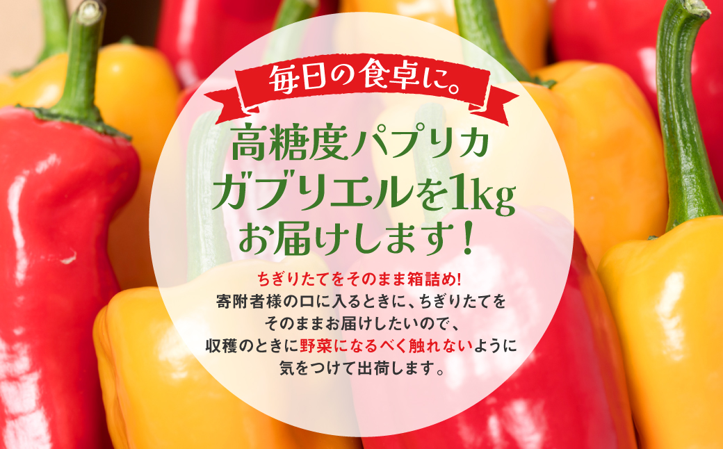 【先行予約】 パプリカ ガブリエル 1kg 八代市産 宮島農園 野菜 新鮮野菜 緑黄色野菜 国産 熊本県産 【2026年3月上旬より順次発送】