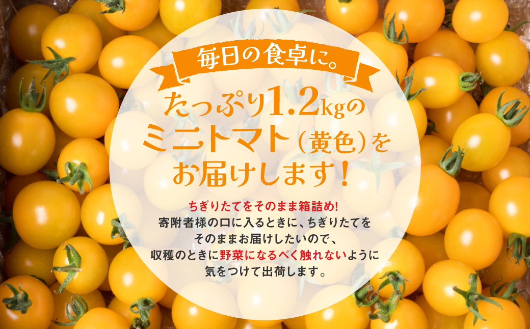 ミニトマト (黄色) 1.2kg 八代市産 宮島農園 トマト 甘い サラダ 国産 熊本県産
