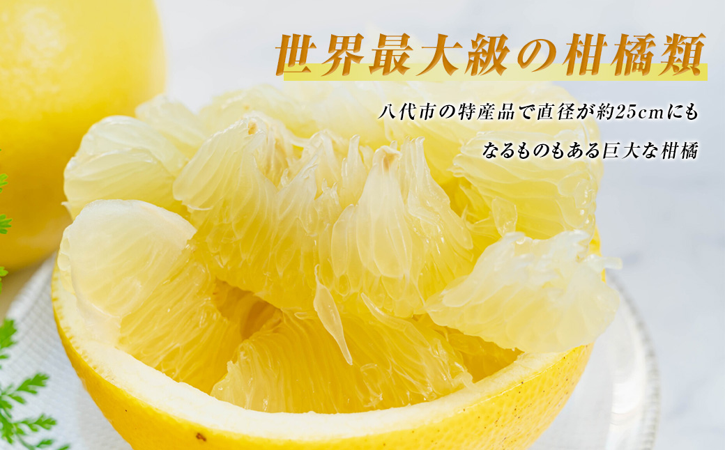 数量限定 八代市特産 晩白柚 Lサイズ 2玉 ばんぺいゆ 柑橘 フルーツ くだもの 旬 熊本県産 九州