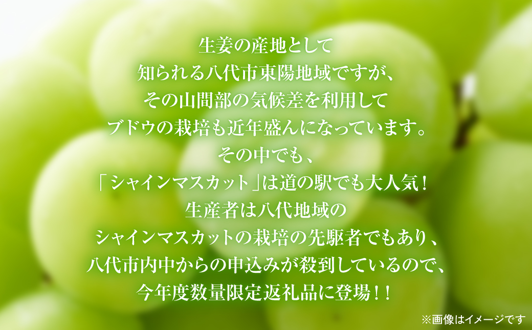 【先行予約】 熊本県八代市産 山本さん家の「シャインマスカット」 1房入り(約500g) ぶどう フルーツ マスカット 旬 青果物 果物 新鮮 ギフト 贈り物 【2026年8月上旬より順次発送】