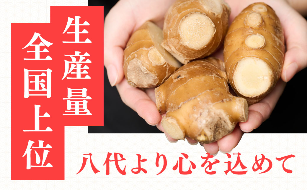 八代生姜80g×10パック 合計800g しょうが ショウガ ガリ ジンジャー 野菜 食品 薬味 生姜焼き しょうが焼き 温活 冷え性 対策 熊本県 八代市 東陽町 産地直送 国産