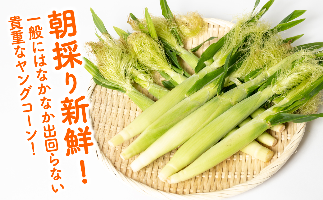 【先行予約】 ヤングコーン 30本 とうもろこし 朝採れ 朝採り 新鮮 ハウス栽培 皮付き 八宝菜 シチュー 蒸し焼き 野菜 旬 国産 熊本県 八代市 【2026年4月下旬より順次発送】