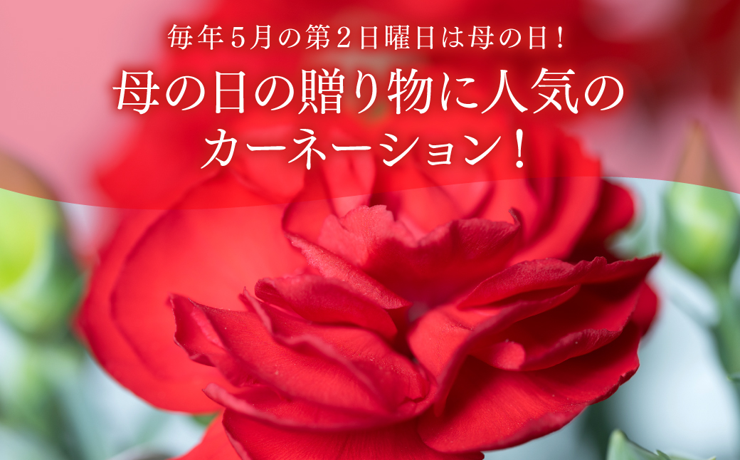 【先行予約】【2026年5月7日～8日発送】ポットカーネーション 赤 5号鉢 カゴ付き カーネーション 花 母の日 プレゼント ギフト 贈り物 熊本県 八代市