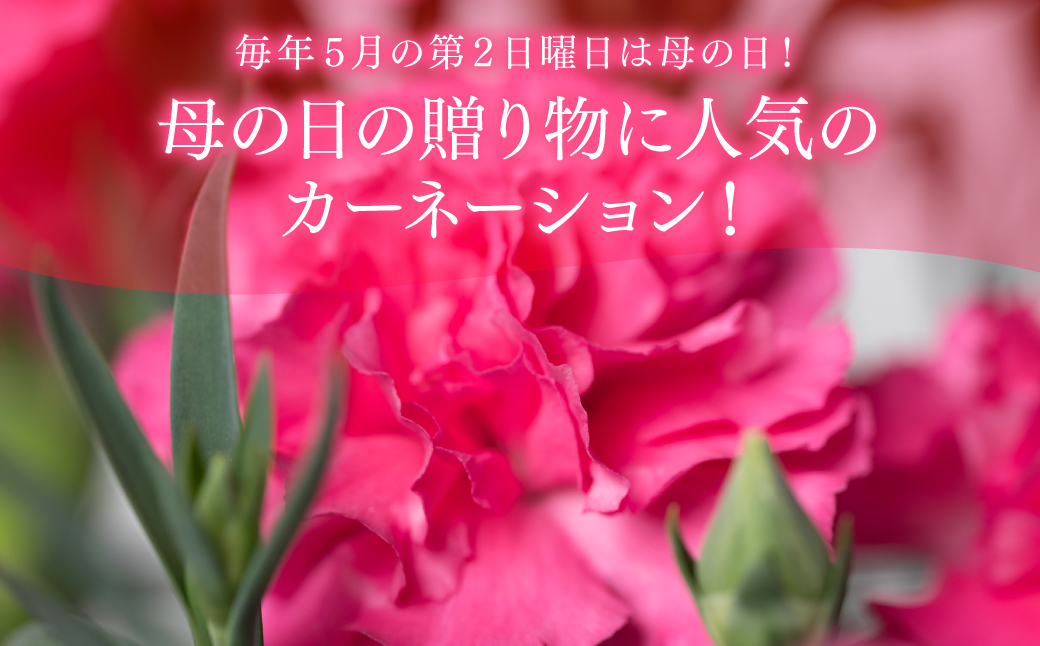 【先行予約】【2026年5月7日～8日発送】ポットカーネーション ピンク 5号鉢 カゴ付き カーネーション 花 母の日 プレゼント ギフト 贈り物 熊本県 八代市