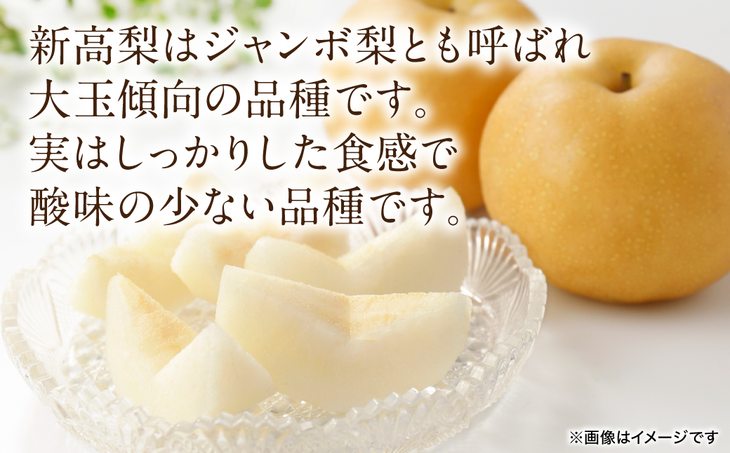 【先行予約】 新高梨 約5kg (5～20玉)  梨 なし ナシ フルーツ くだもの 果物 旬 熊本県 八代市 【2026年9月中旬より順次発送】
