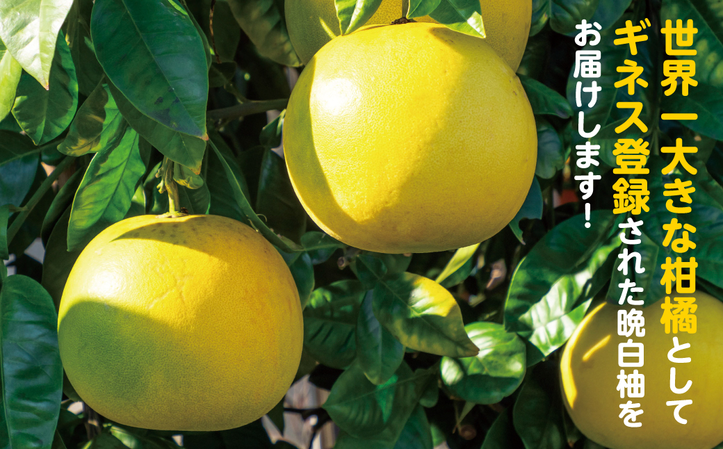【先行予約】 八代市産 晩白柚 2玉 2Lサイズ 約4kg 【2025年12月下旬より順次発送】 世界最大級柑橘 お正月飾り 柑橘の香り 縁起物 ジューシー 爽やかな甘味 爽やかな香り マーマレード 砂糖漬け