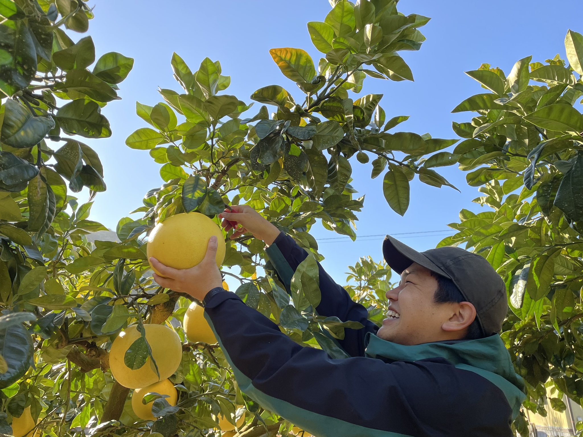 八代市産 柑橘セット（6品以上・晩白柚1玉入り） 柑橘 みかん 果物 フルーツ 熊本県産 ばんぺいゆ 特産品