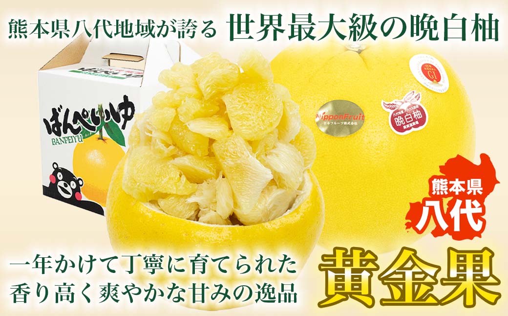 【先行予約】 熊本県八代市産 晩白柚 Lサイズ 1玉入り 約1.5kg 果物 くだもの フルーツ 柑橘類 青果物 特産品 お取り寄せ 【2025年12月中旬より順次発送】