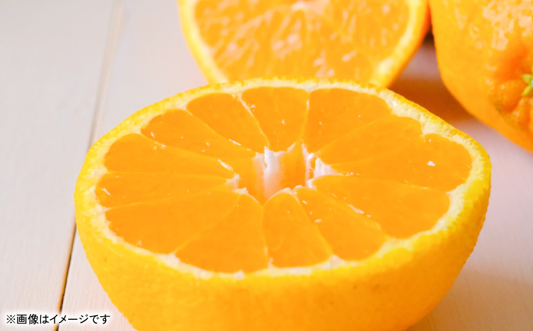 【先行予約】 不知火（デコポンと同品種） 約5kg しらぬい でこみかん 柑橘 ミカン ポンカン くだもの 果物 フルーツ 【2026年1月下旬より順次発送】