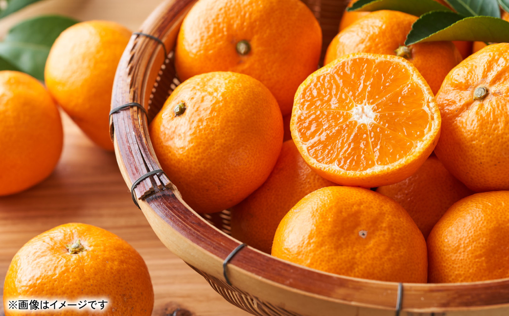 旬のみかん 2S～2Lサイズ 約5kg ミカン 柑橘 果物 フルーツ 旬 デザート 