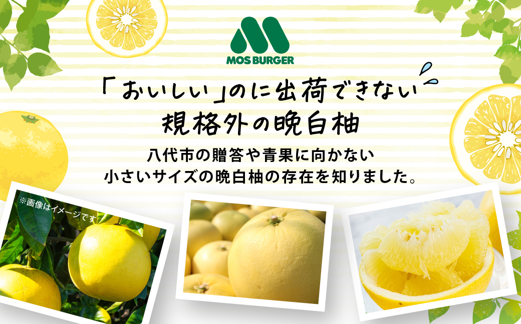 【先行予約】 くまモンのシャーベット 世界一大きな柑橘(ザボン類) 熊本県産 晩白柚 使用 アイス 氷菓子 果汁 果物 熊本 八代 国産 スイーツ くまモン 【2026年1月より順次発送】