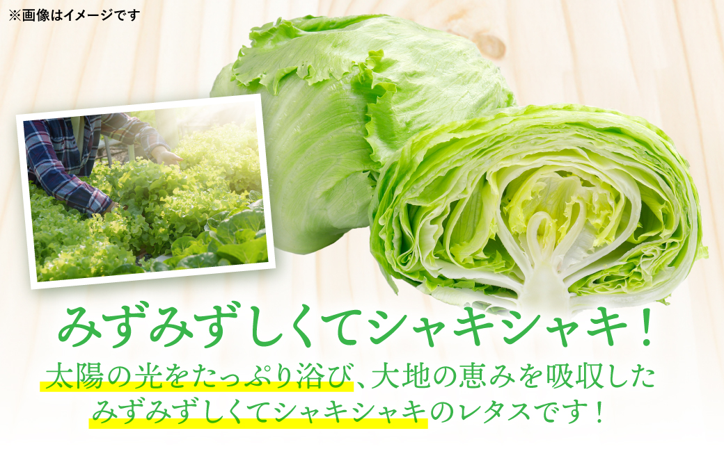 レタス 10kg (10玉～14玉) 野菜 葉物 やさい サラダ 付け合せ 新鮮 産地直送 冷蔵