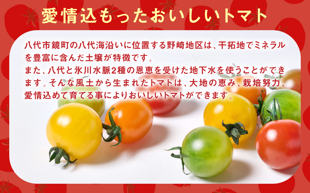カラーミニトマト1kg トマト とまと ミニトマト プチトマト 野菜 やさい 旬の野菜 新鮮な野菜 地元産野菜 旬のやさい 新鮮なやさい ご当地 国産 特産品 お取り寄せ ギフト プレゼント 家庭用 食卓