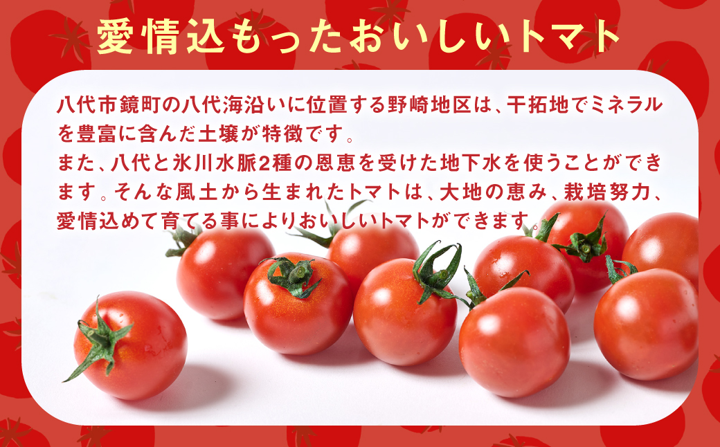ミニトマト1kg トマト とまと ミニトマト プチトマト 野菜 やさい 旬の野菜 新鮮な野菜 地元産野菜 旬のやさい 新鮮なやさい ご当地 国産 特産品 お取り寄せ ギフト プレゼント 家庭用 食卓