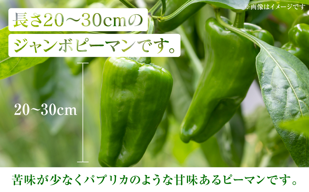 【先行予約】産地直送 とんがりジャンボピーマン 2kg 野菜 やさい 野菜炒め サラダ 夏野菜 新鮮 旬 無限ピーマン おつまみ BBQ バーベキュー 肉詰め 熊本県 八代市【2026年3月中旬より順次発送】