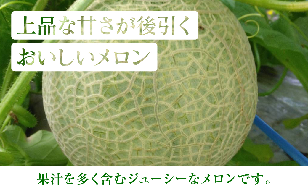 【先行予約】産地直送 クインシーメロン L～2Lサイズ 3～4玉 約5kg クインシー メロン めろん 赤肉メロン 赤肉 果物 くだもの フルーツ デザート 贈り物 国産 熊本県 八代市【2026年5月中旬より順次発送】
