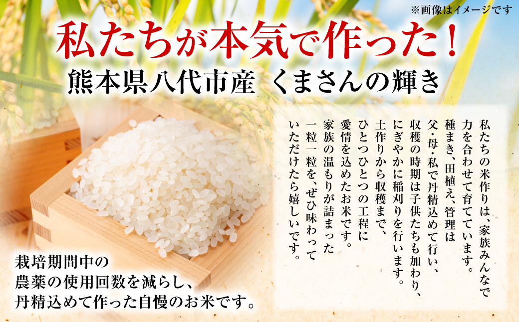 《令和7年産》 くまさんの輝き 精米10kg 熊本県 八代市産 米 お米 精米  国産 白米