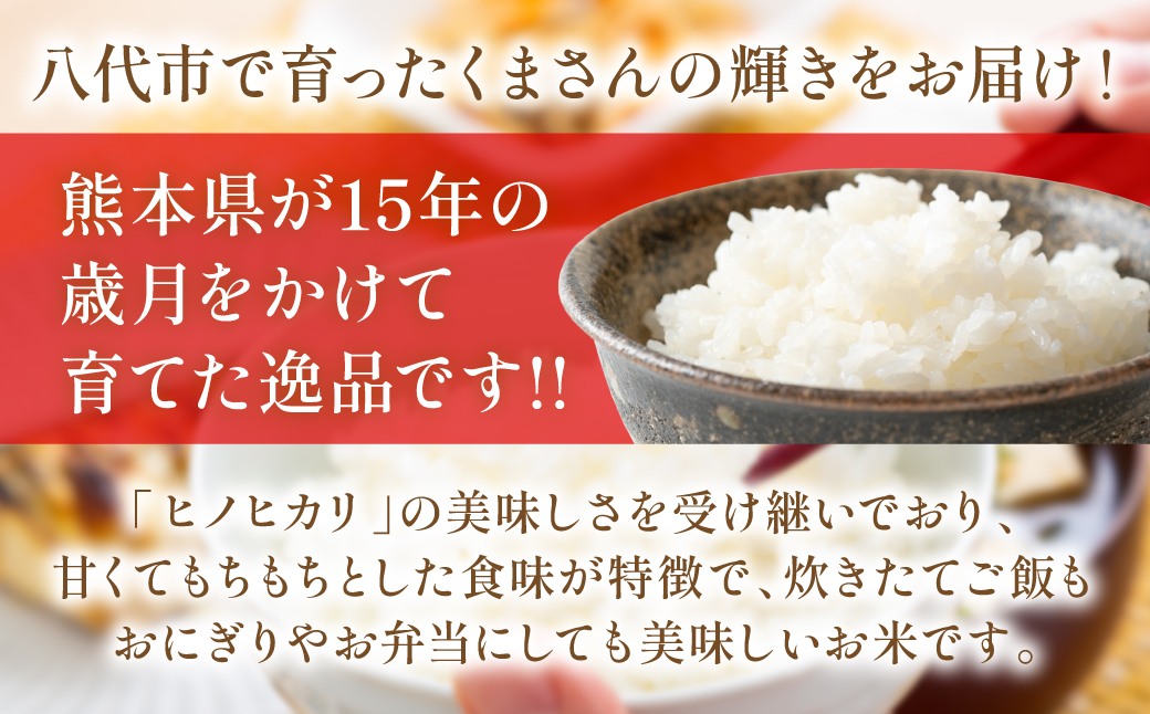 《令和7年産》くまさんの輝き 5kg×2袋 合計10kg  熊本県 八代市産 米 お米 精米 白米 国産