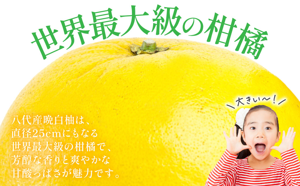 晩白柚（秀L×2玉）約3kg 柑橘 果物 フルーツ 熊本県産 ばんぺいゆ フルーツ 柑橘 特産品