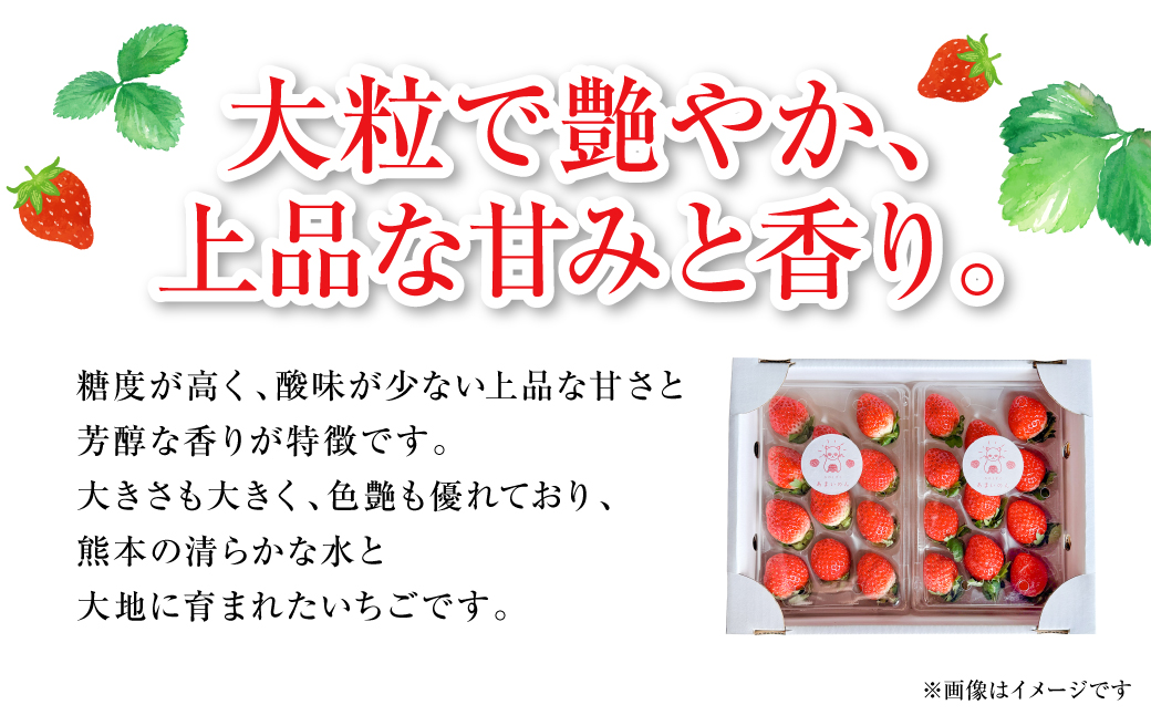 【先行予約】ひのしずく -あまいのん 新鮮 フルーツ 果物 くだもの 苺 いちご イチゴ ストロベリー 旬 熊本 八代 国産 【2026年1月下旬より順次発送】
