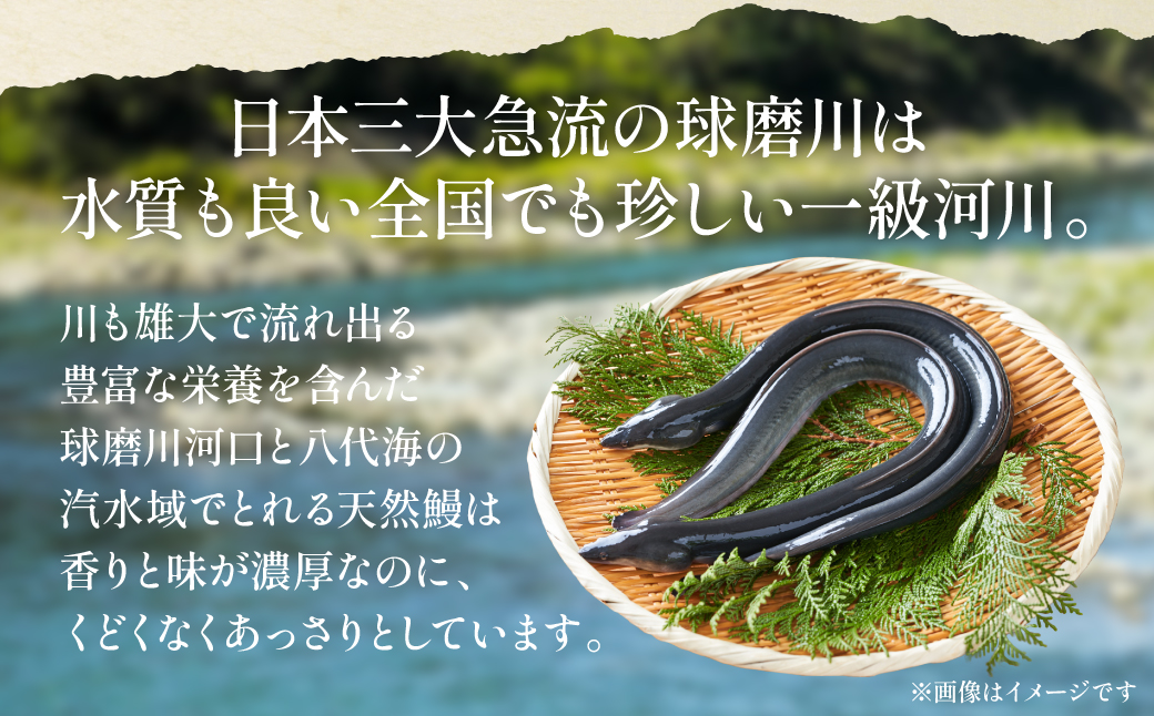 熊本県 八代市産 天然青うなぎの蒲焼 蒲焼セット 1尾（90g～110g） 自家製うなぎのタレ 鰻 ウナギ うなぎの蒲焼 丑の日 国産 うな丼 うな重