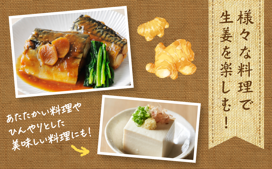 【先行予約】 熊本県八代市産 新生姜1kg 季節限定 しょうが ショウガ ガリ ジンジャー 野菜 食品 温活 冷え対策 旬 【2026年9月上旬より順次発送】