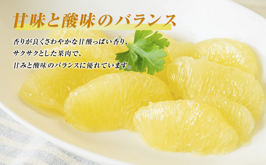 数量限定 八代市特産 晩白柚 Lサイズ 2玉 ばんぺいゆ 柑橘 フルーツ くだもの 旬 熊本県産 九州