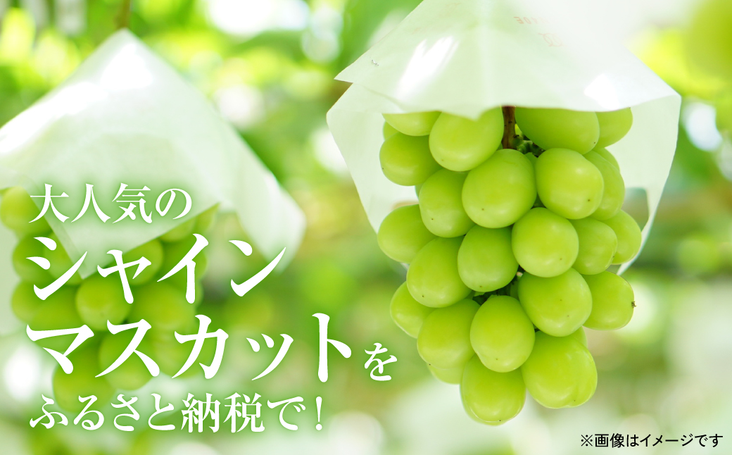 【先行予約】 熊本県八代市産 山本さん家の「シャインマスカット」 1房入り(約500g) ぶどう フルーツ マスカット 旬 青果物 果物 新鮮 ギフト 贈り物 【2026年8月上旬より順次発送】