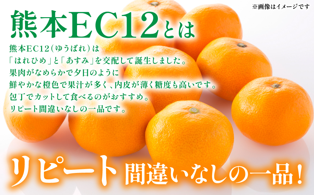 八代市 東陽産 EC12みかん 2kg以上入り(8玉～20玉)  柑橘 ミカン くだもの 果物 フルーツ デザート