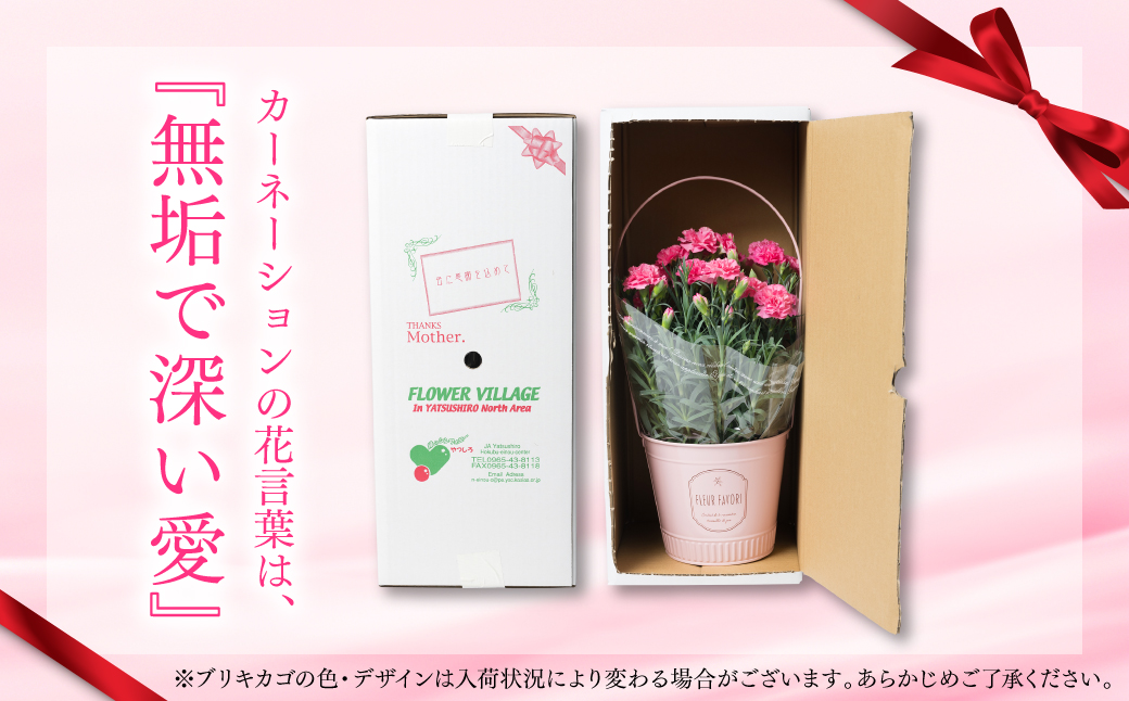 【先行予約】【2026年5月7日～8日発送】ポットカーネーション ピンク 5号鉢 カゴ付き カーネーション 花 母の日 プレゼント ギフト 贈り物 熊本県 八代市