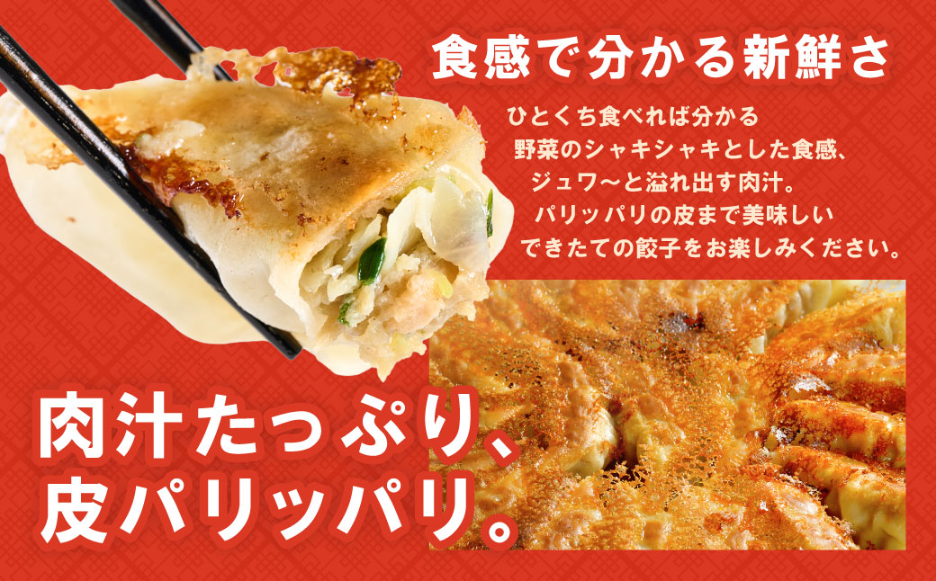 【順次発送】 八代市東陽町の生姜を使った 餃子の王国 人気生餃子126個 ぎょうざ ギョウザ