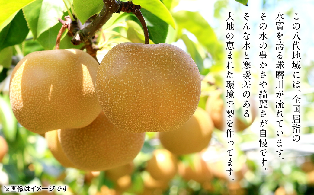 【先行予約】 豊水梨 約5kg (6～22玉) 梨 なし ナシ フルーツ くだもの 果物 旬 熊本県 八代市 【2026年8月中旬より順次発送】